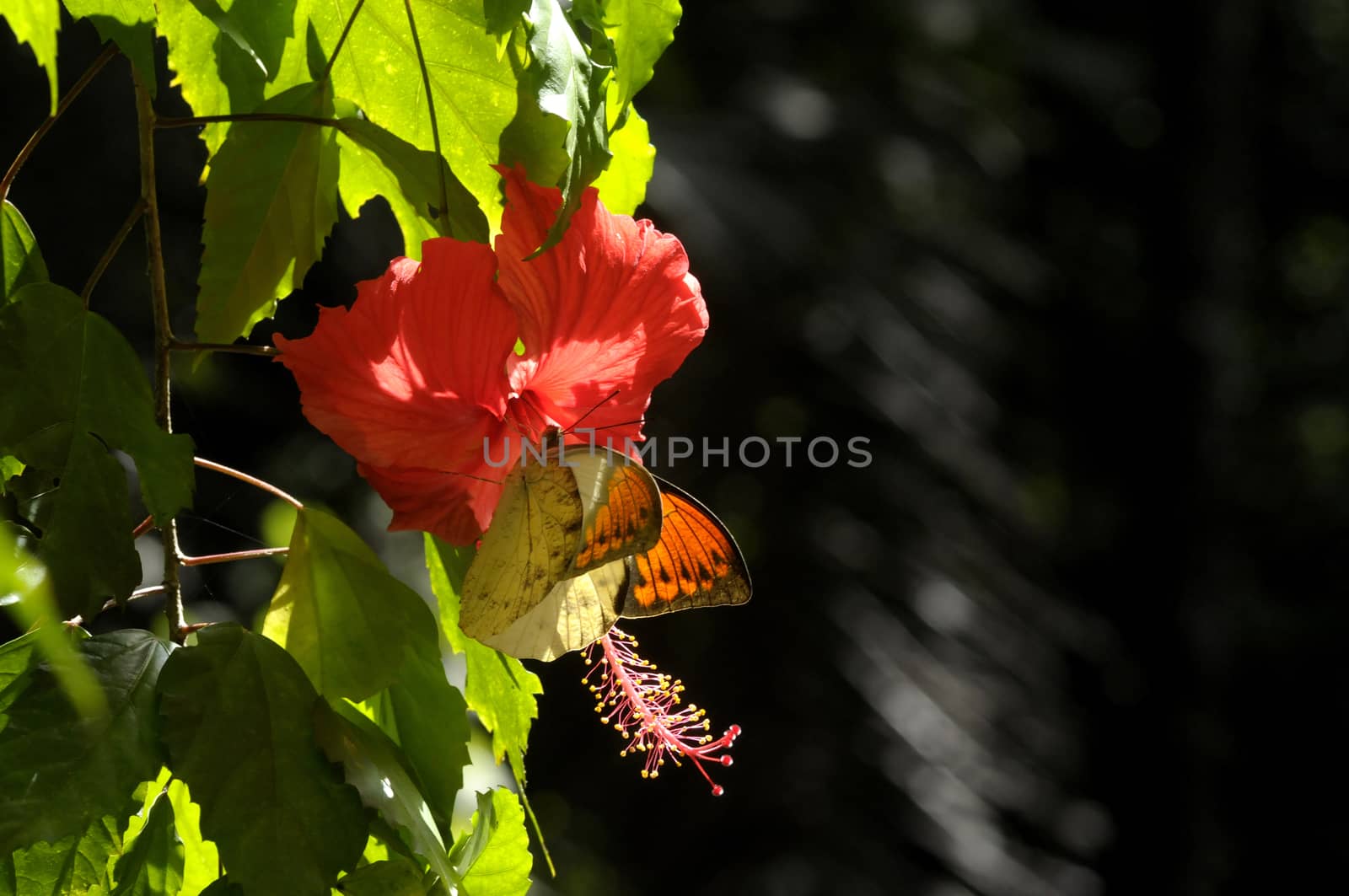 butterfly on the hibiscus flower by antonihalim