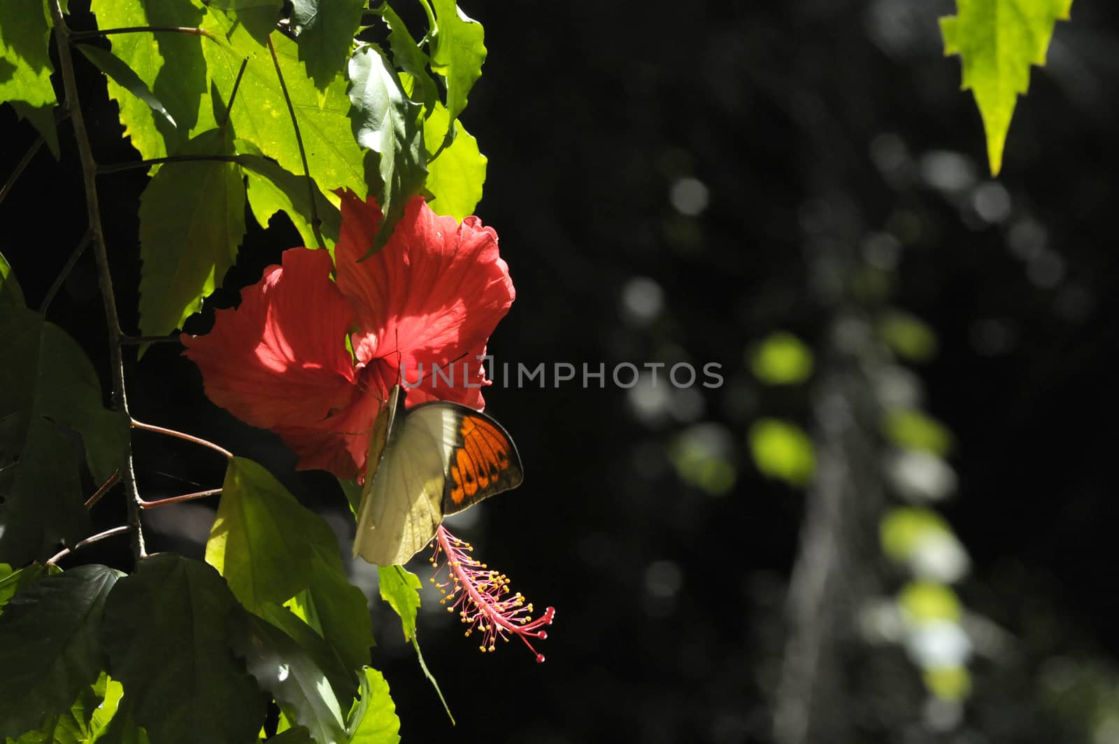 butterfly on the hibiscus flower by antonihalim