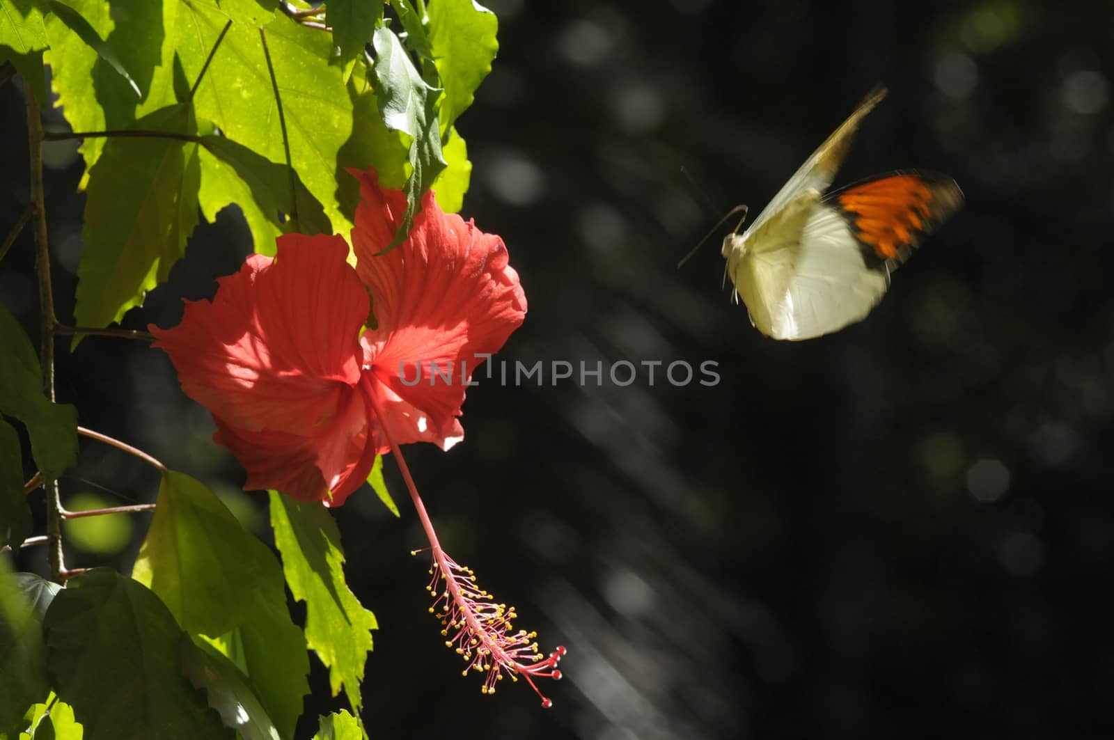 butterfly on the hibiscus flower