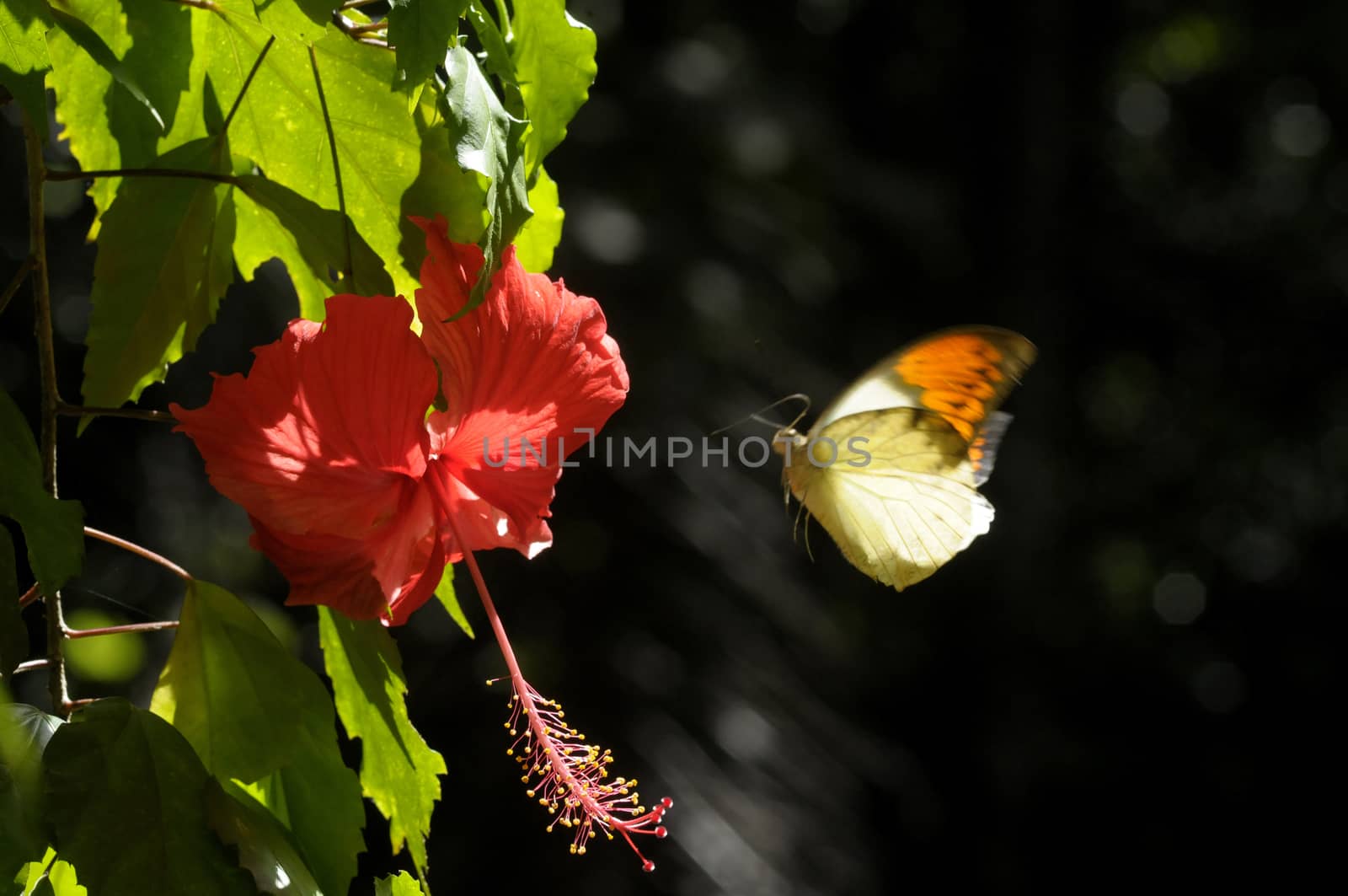 butterfly on the hibiscus flower