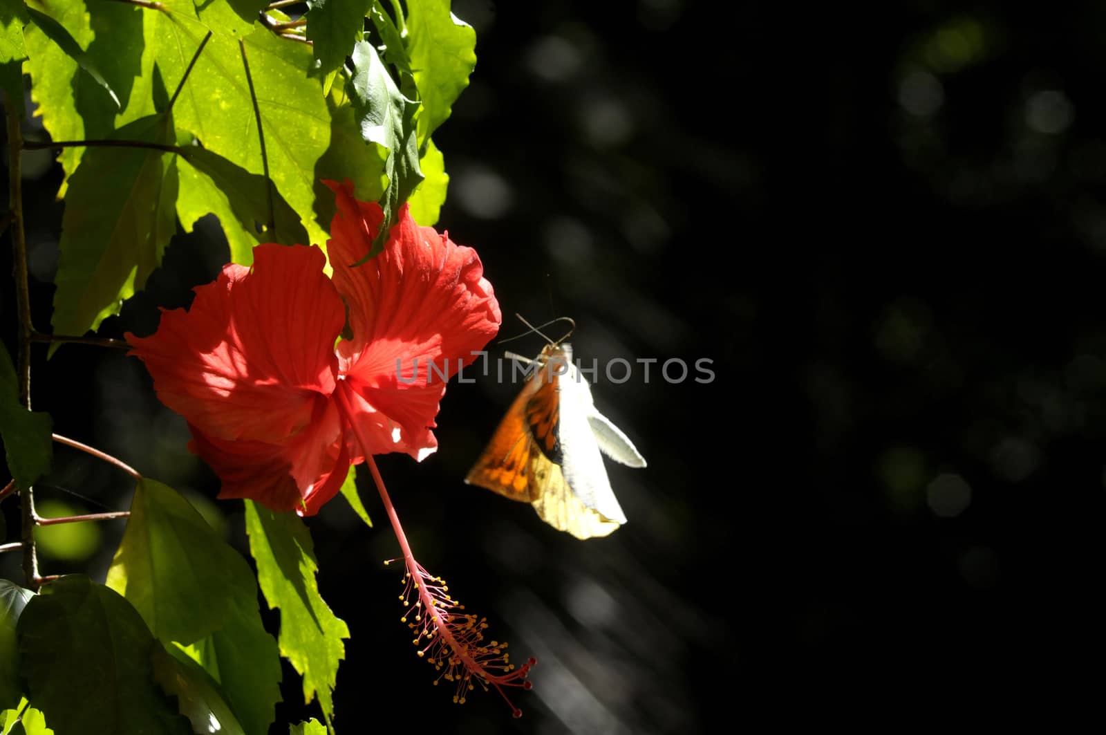 butterfly on the hibiscus flower