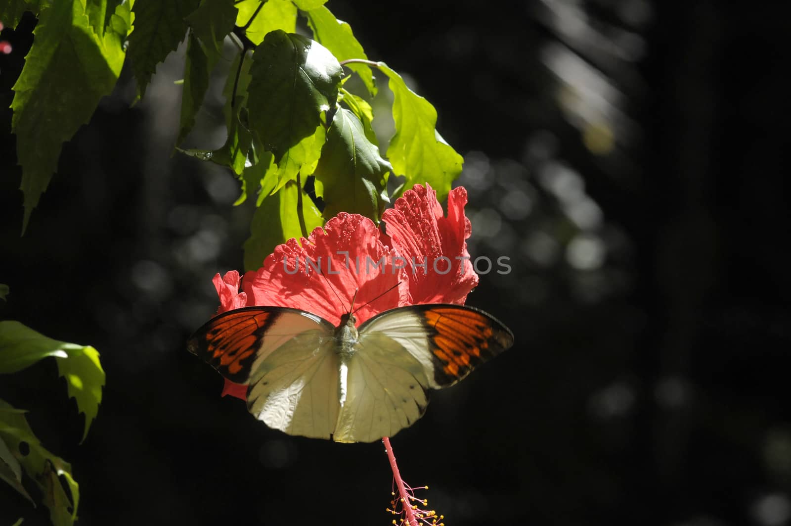 butterfly on the hibiscus flower