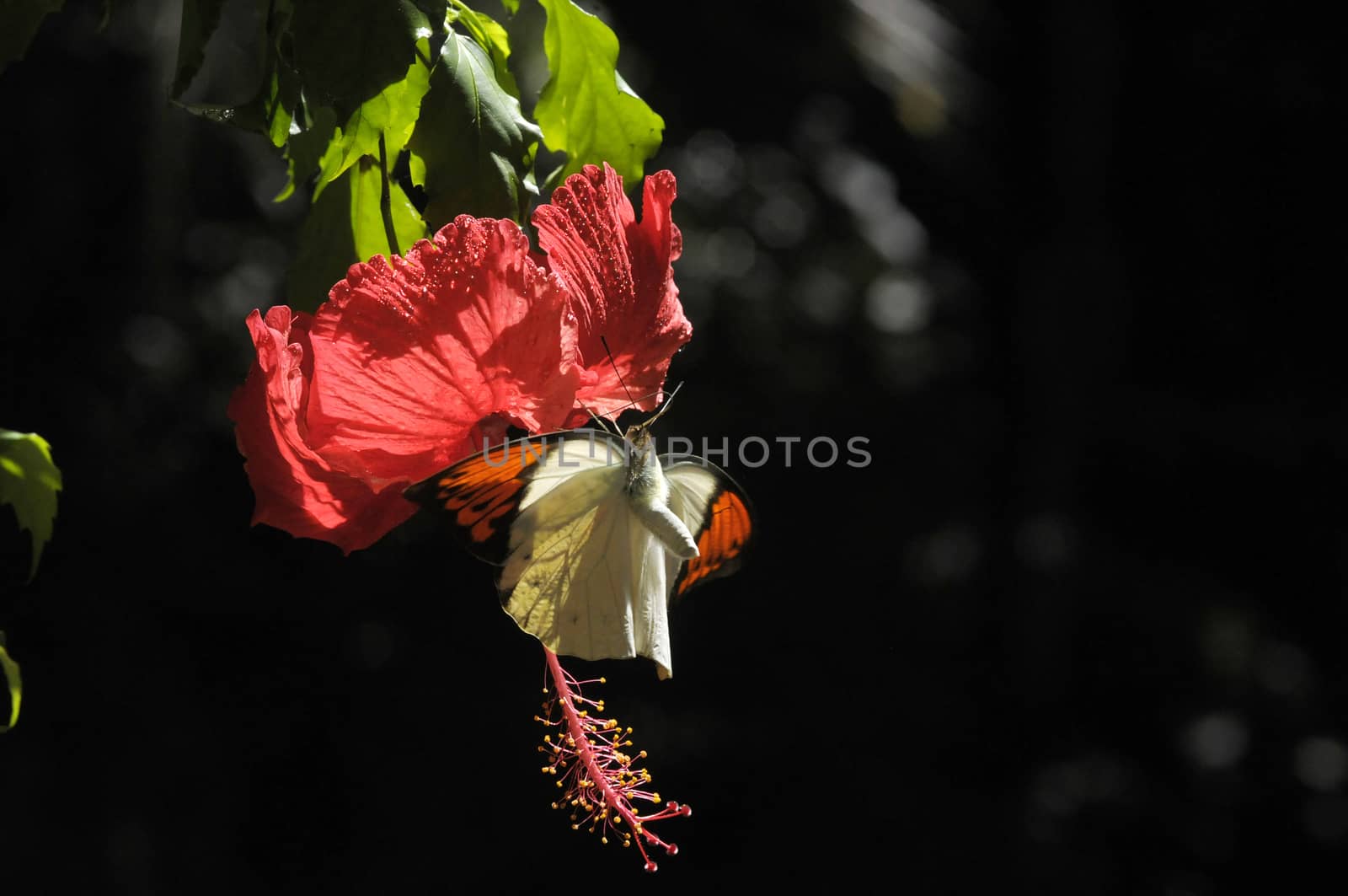 butterfly on the hibiscus flower