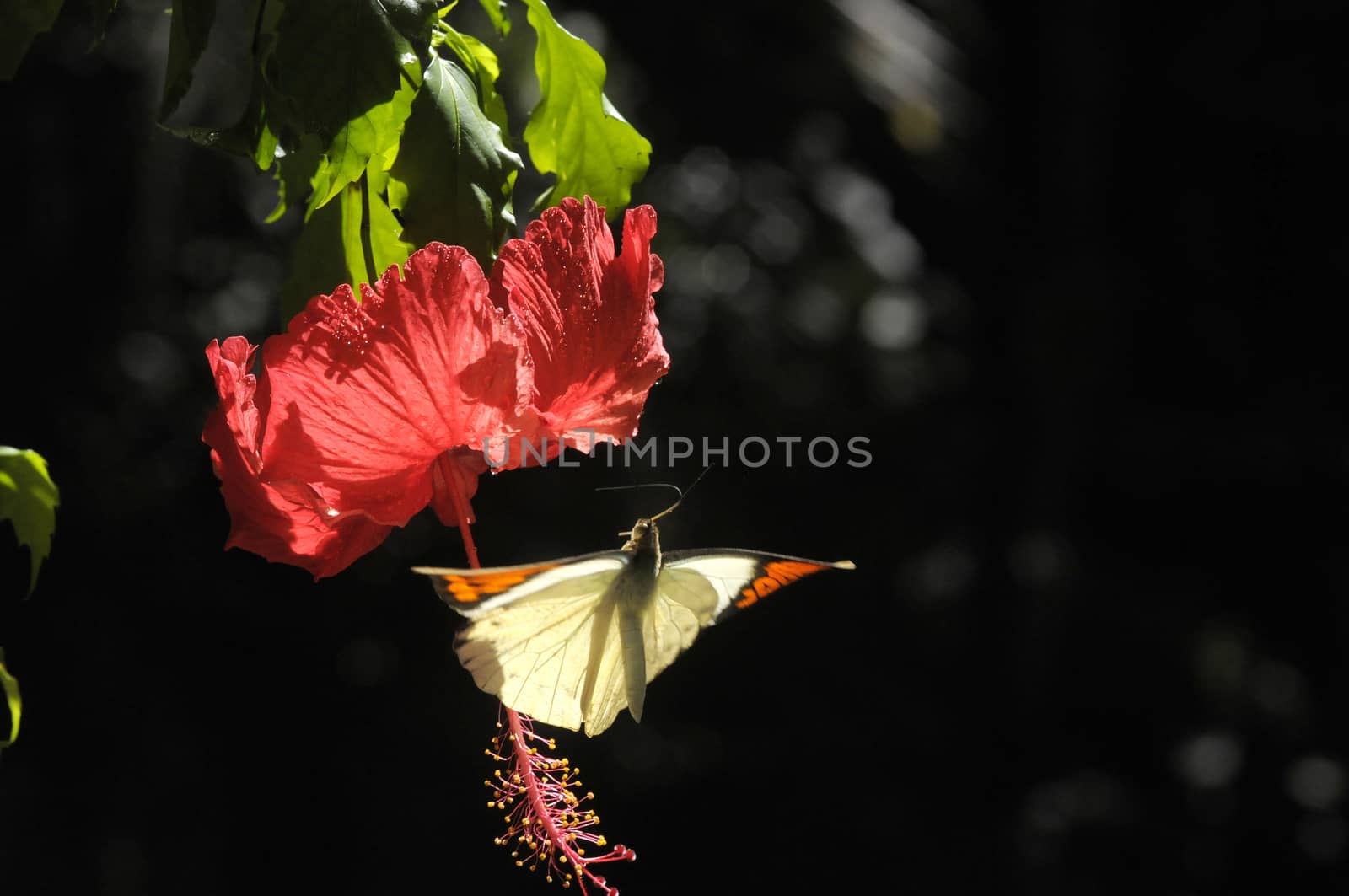 butterfly on the hibiscus flower