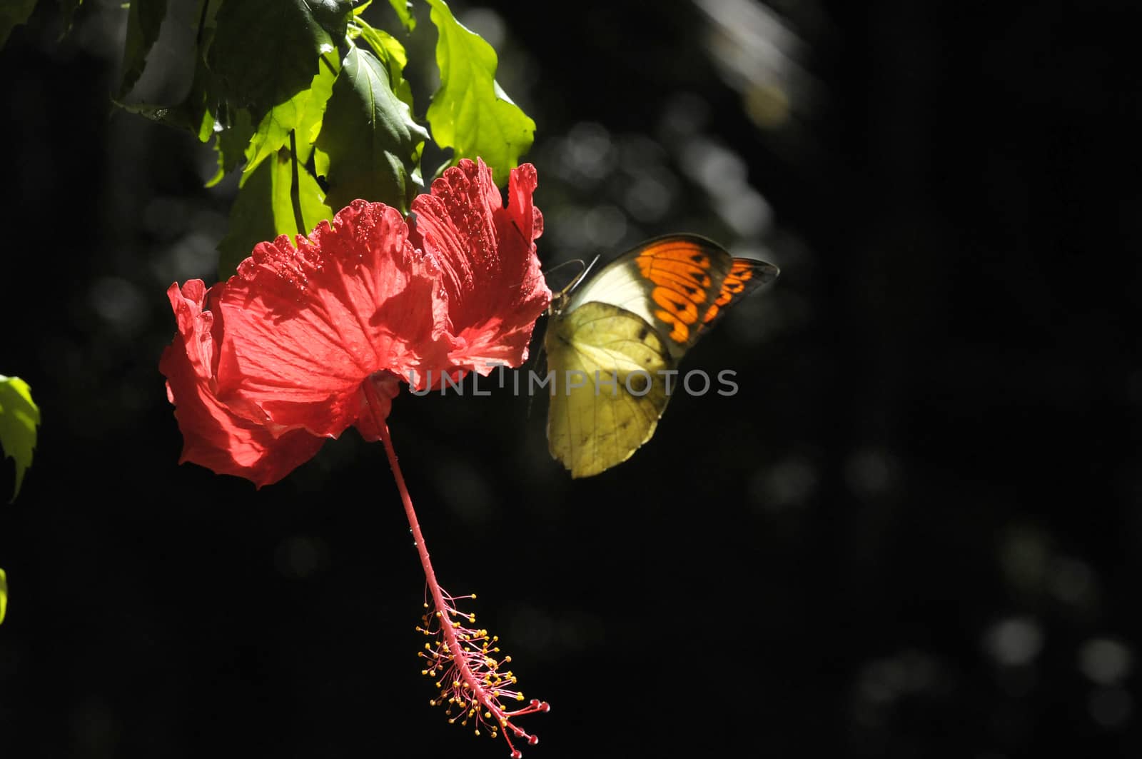 butterfly on the hibiscus flower by antonihalim