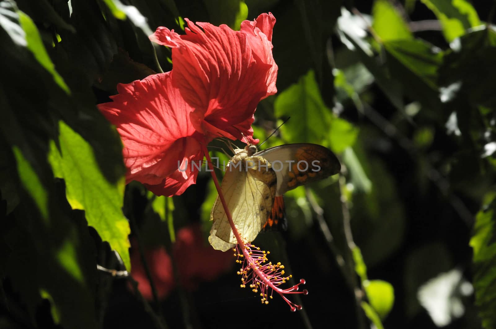 butterfly on the hibiscus flower by antonihalim