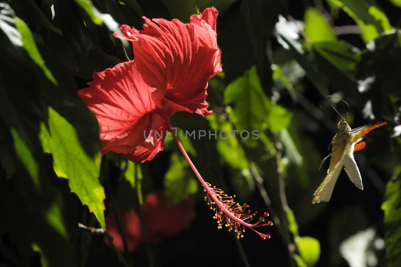 butterfly on the hibiscus flower