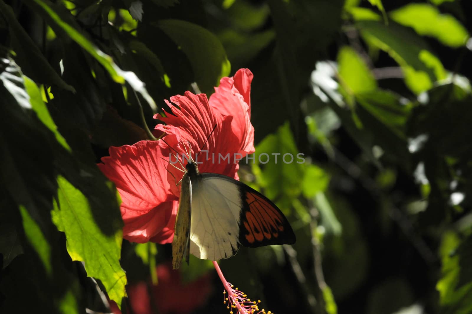 butterfly on the hibiscus flower