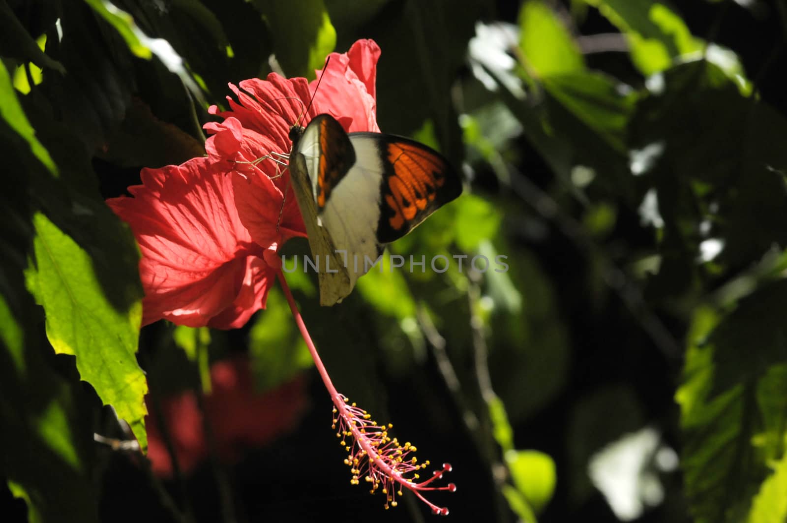 butterfly on the hibiscus flower