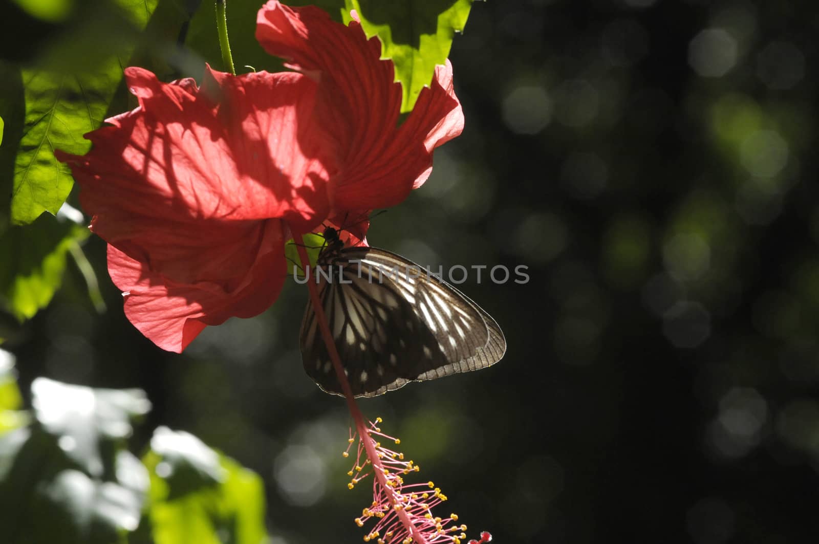 butterfly on the hibiscus flower by antonihalim