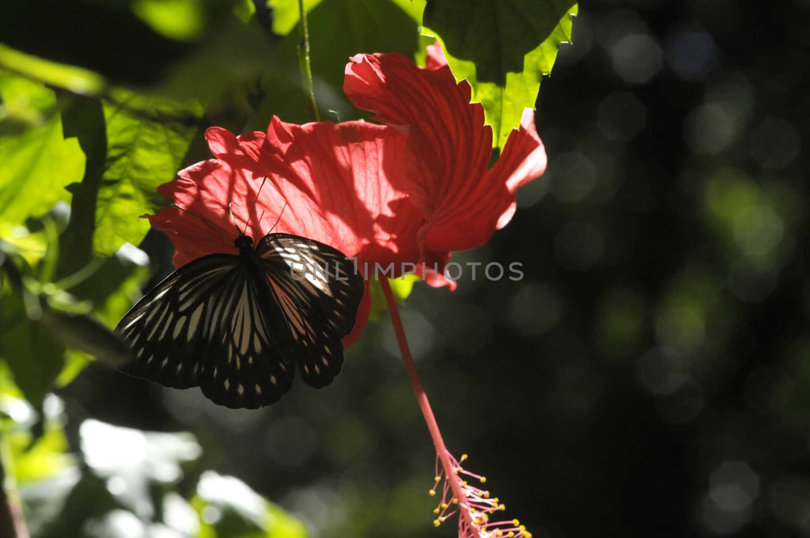 butterfly on the hibiscus flower by antonihalim