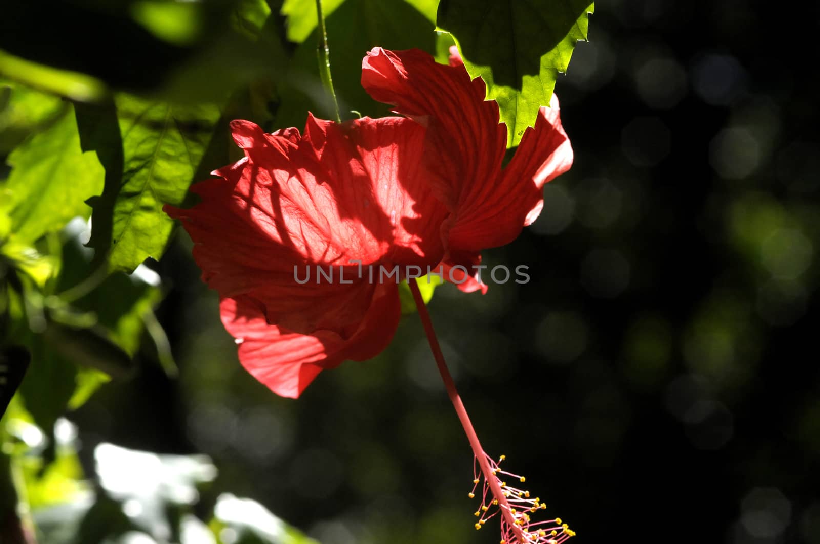 red hibiscus flower