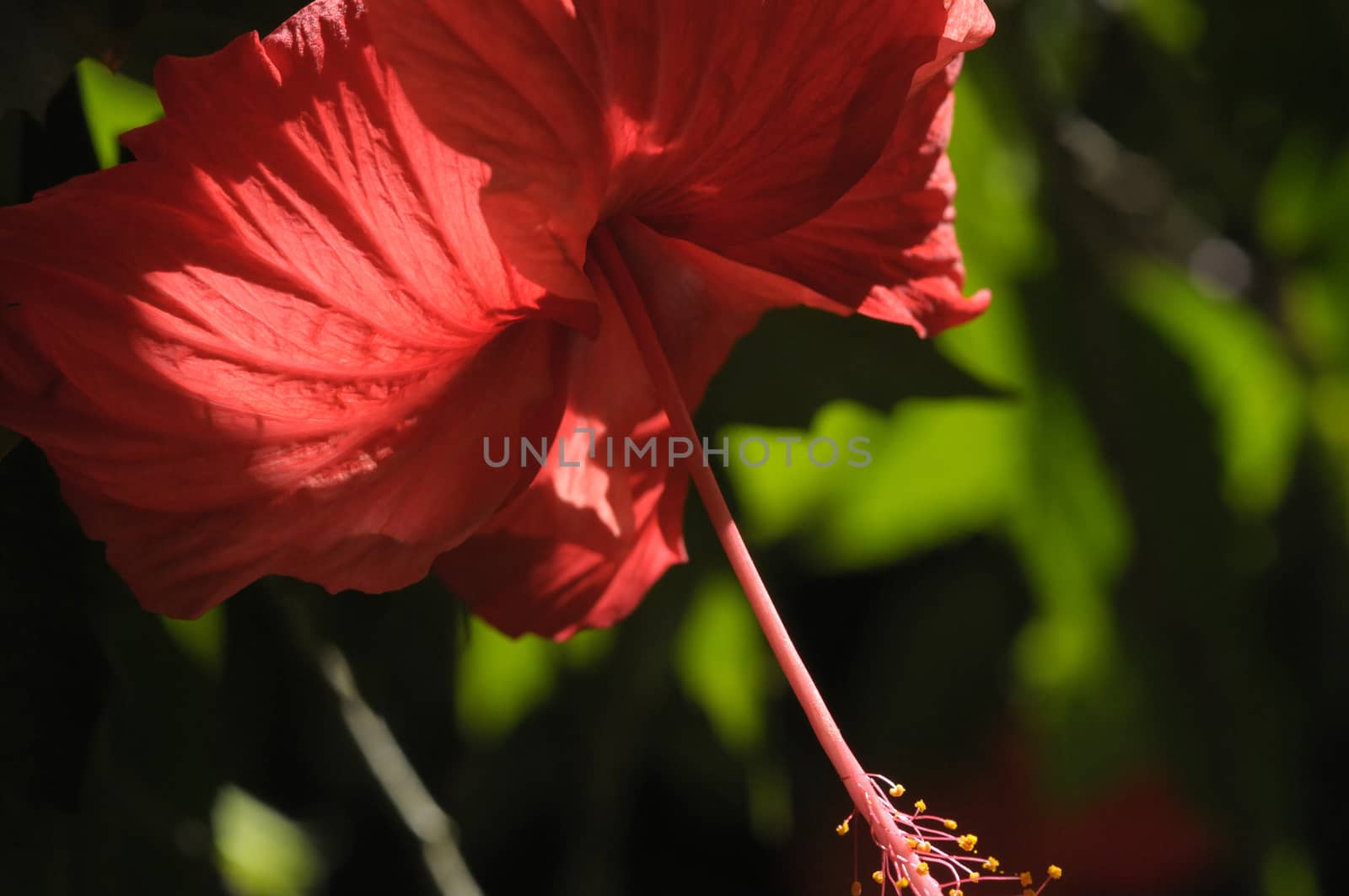 pink hibiscus flower by antonihalim