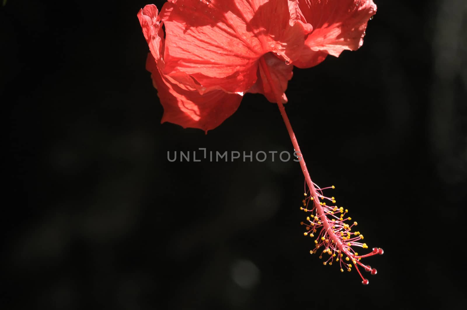 hibiscus flower by antonihalim