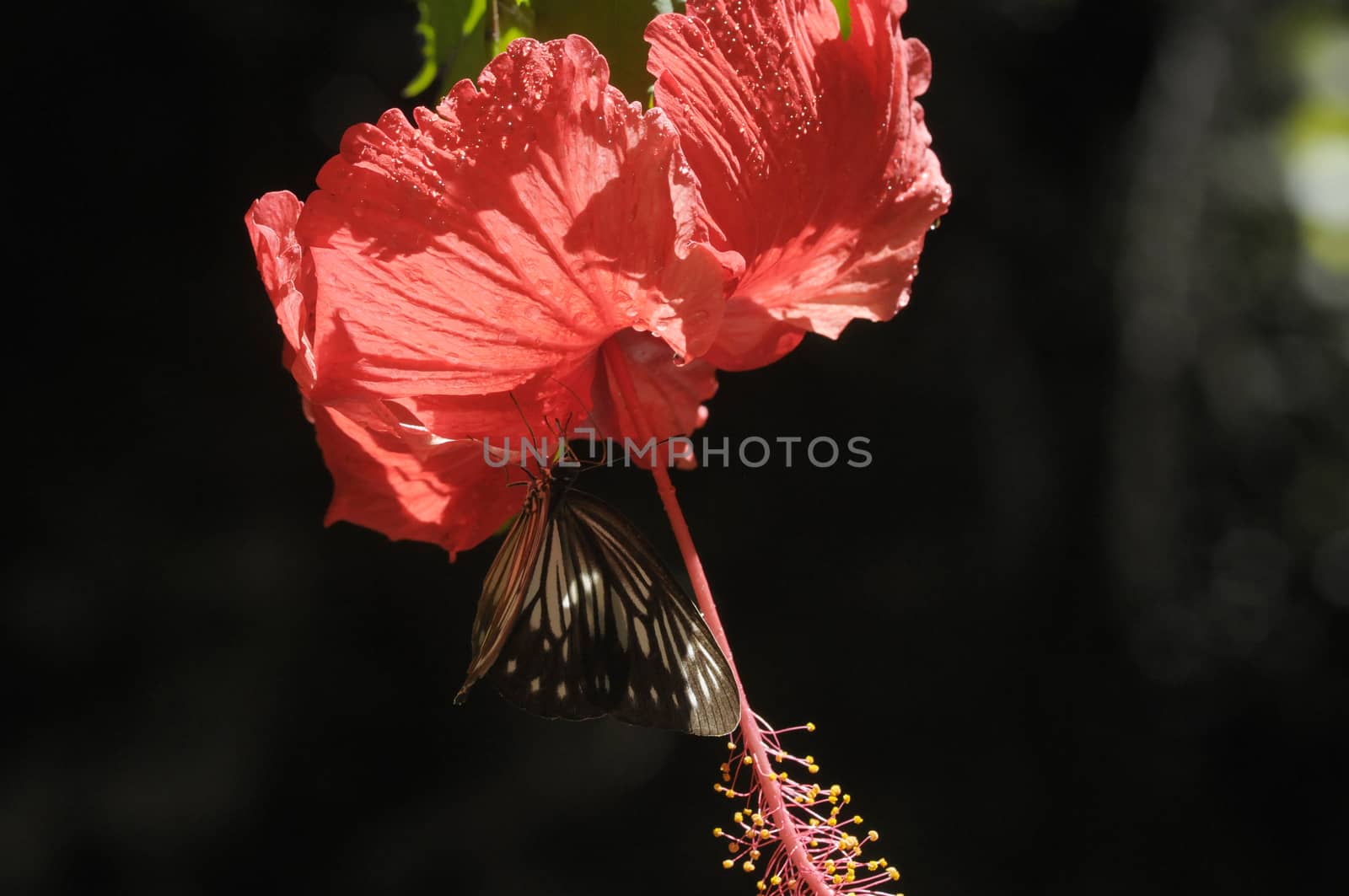 butterfly on the hibiscus flower by antonihalim