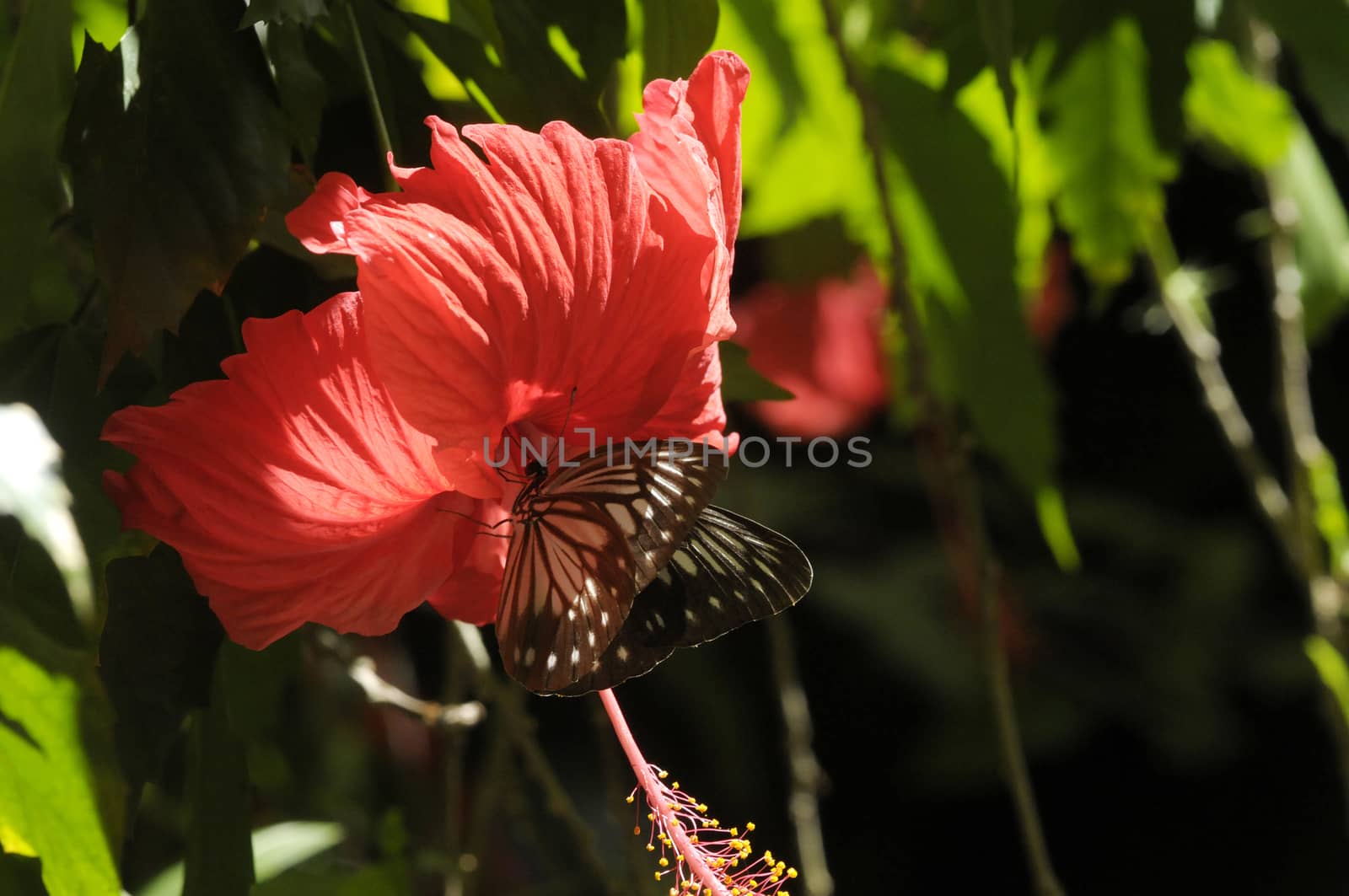 butterfly on the hibiscus flower