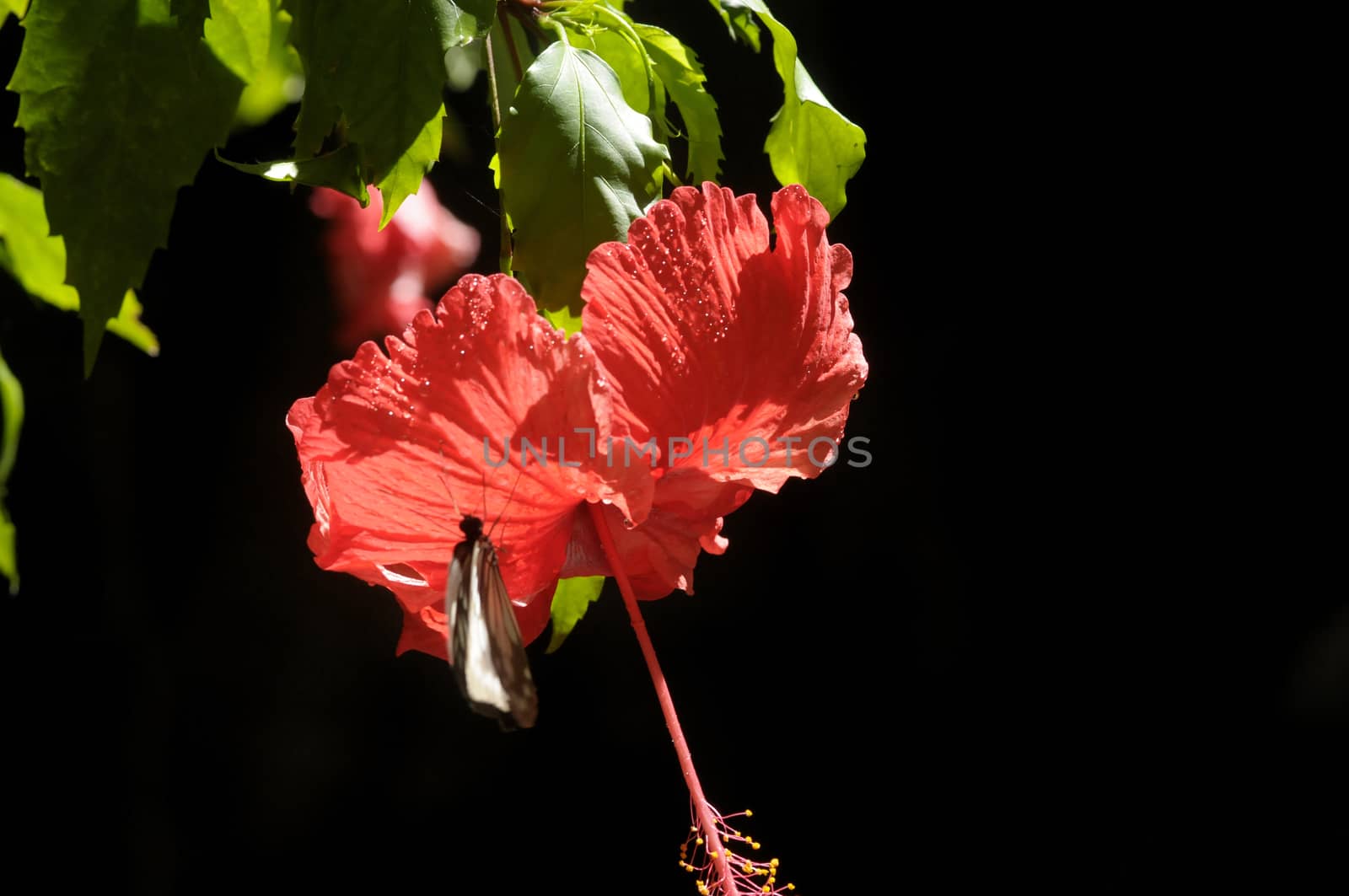 butterfly on the hibiscus flower