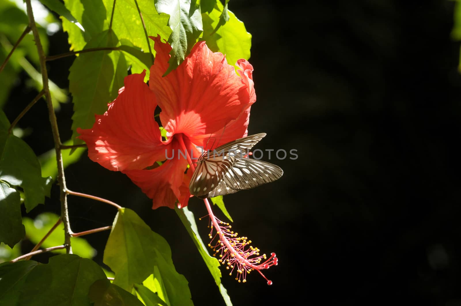 butterfly on the hibiscus flower by antonihalim