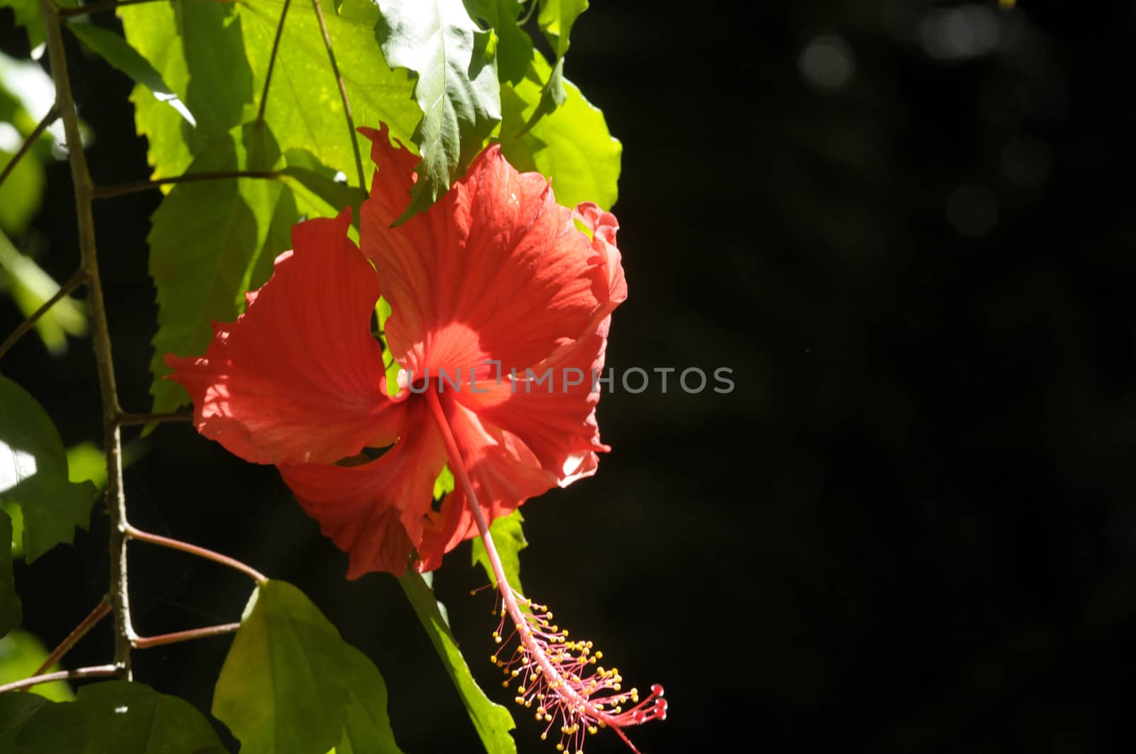 hibiscus flower by antonihalim