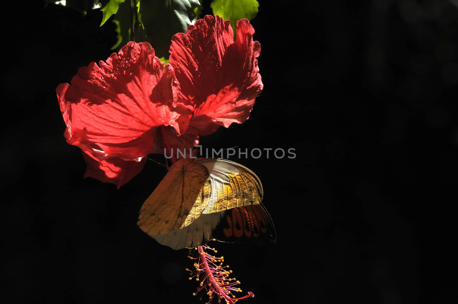 butterfly on the hibiscus flower