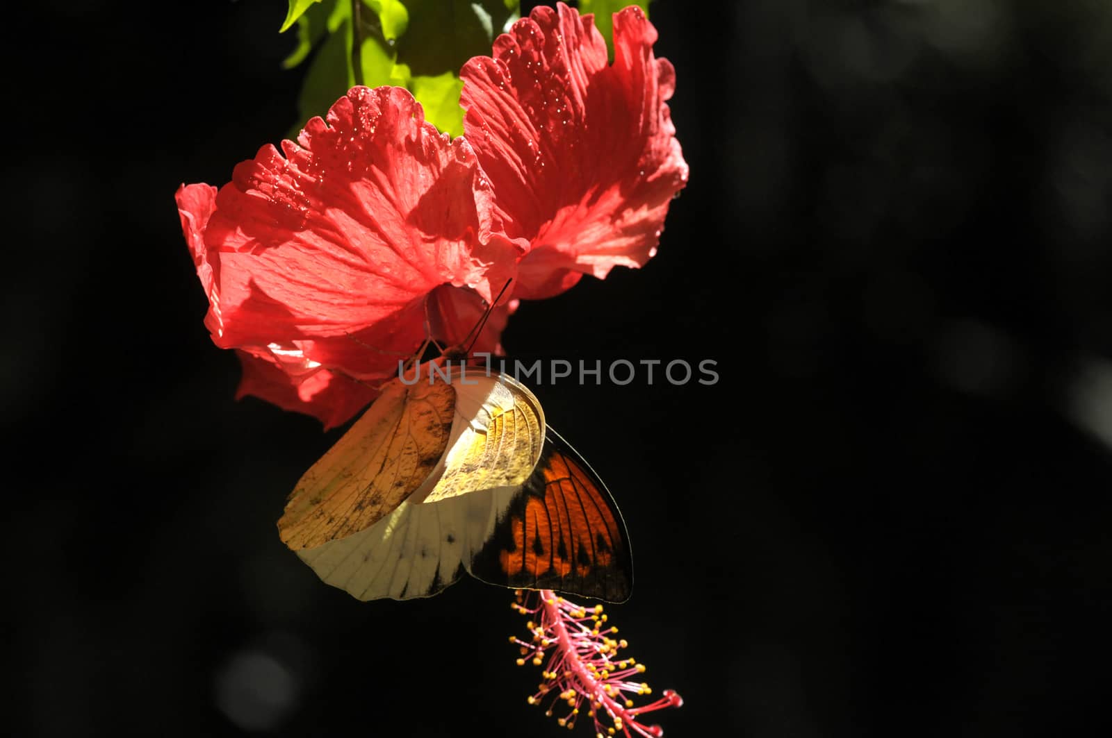 butterfly on the hibiscus flower