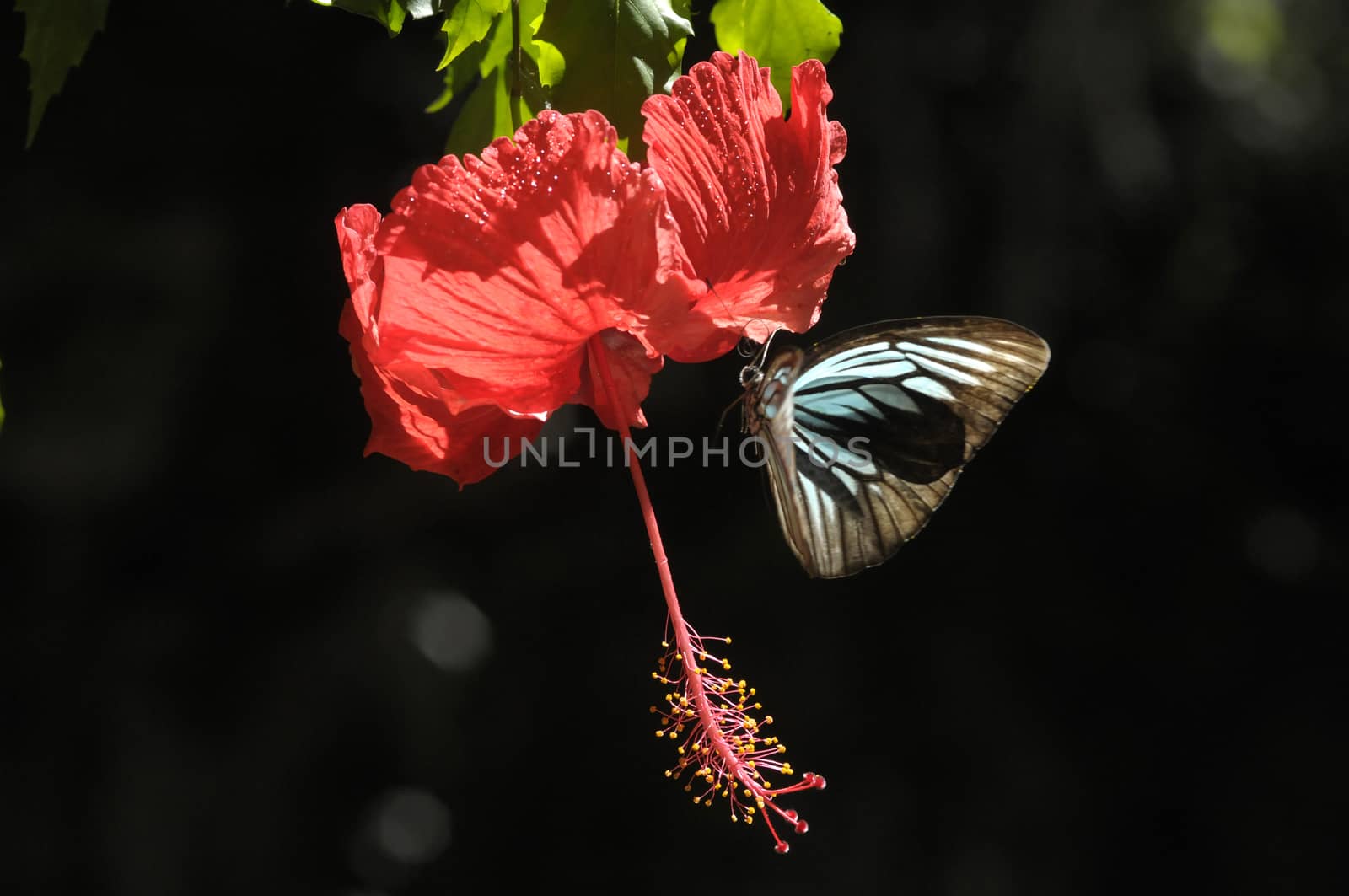 butterfly on the hibiscus flower by antonihalim