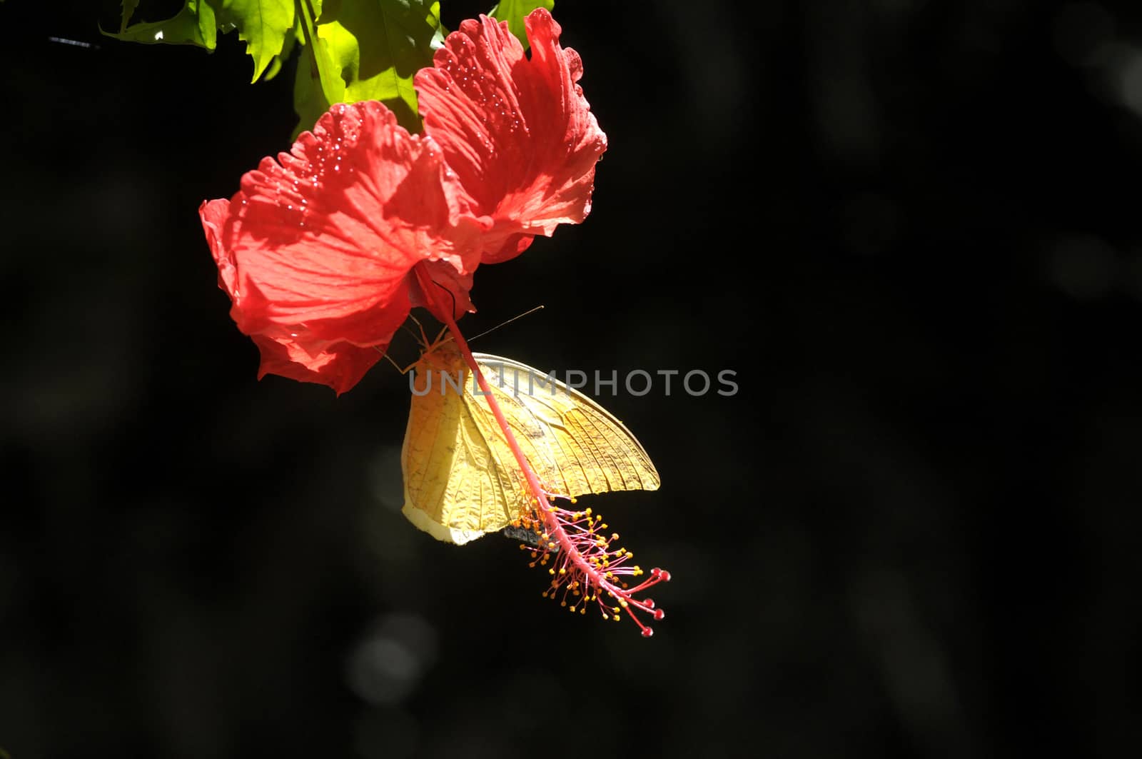 butterfly on the hibiscus flower by antonihalim