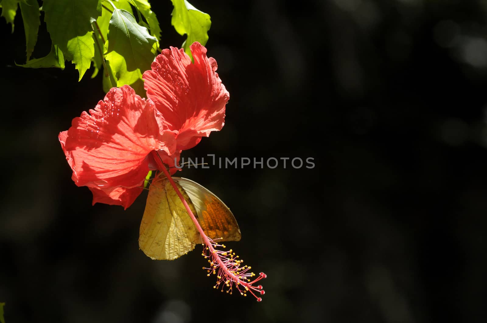butterfly on the hibiscus flower by antonihalim