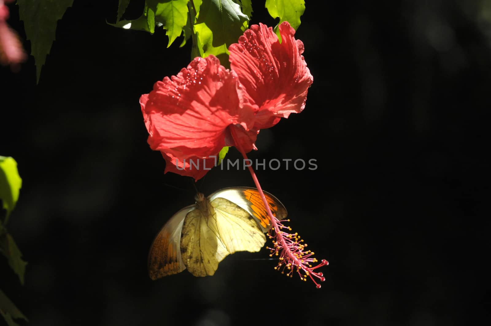 butterfly on the hibiscus flower by antonihalim