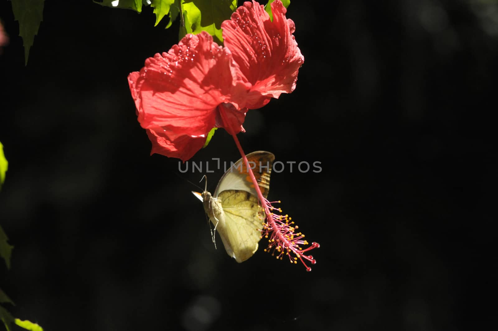 butterfly on the hibiscus flower by antonihalim