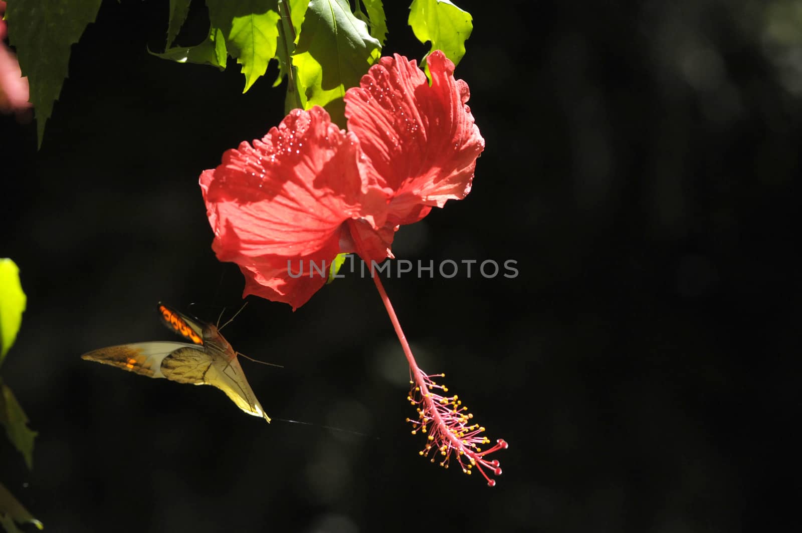 butterfly on the hibiscus flower by antonihalim