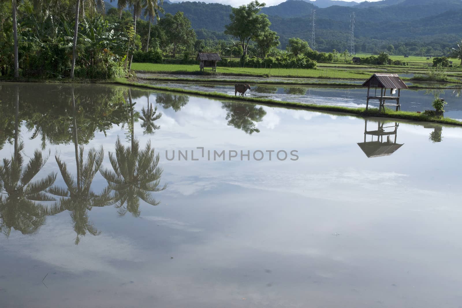 village panaroma on South Sulawesi by antonihalim