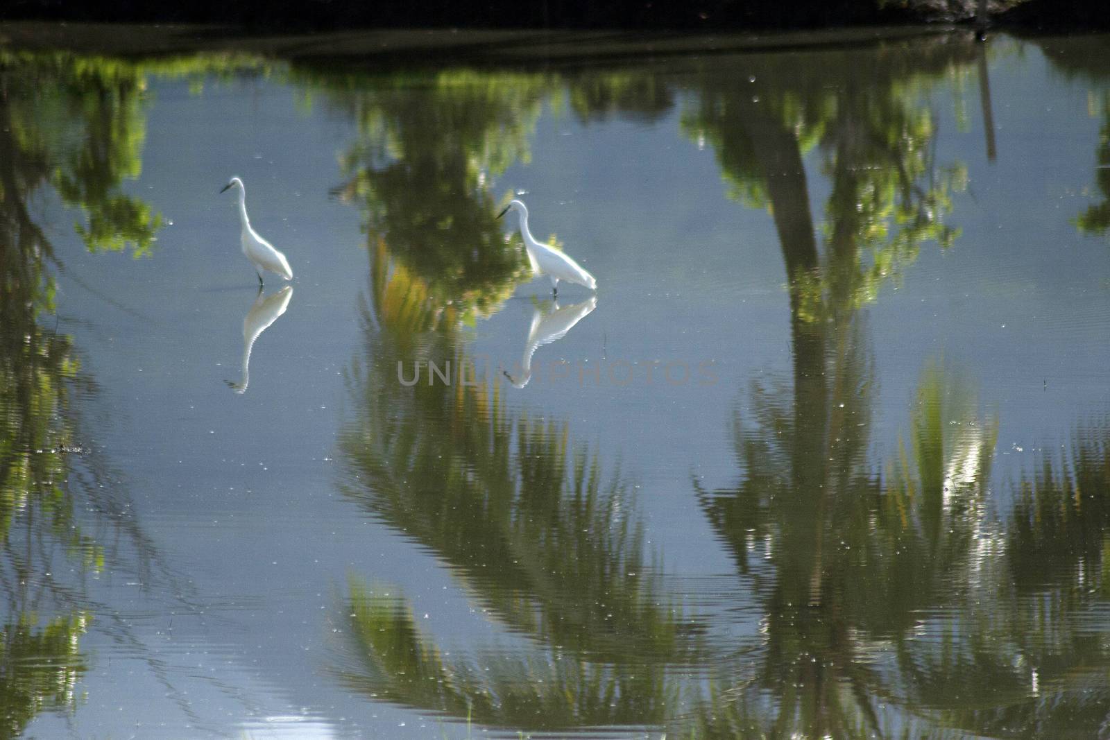 storks in the pond paddy