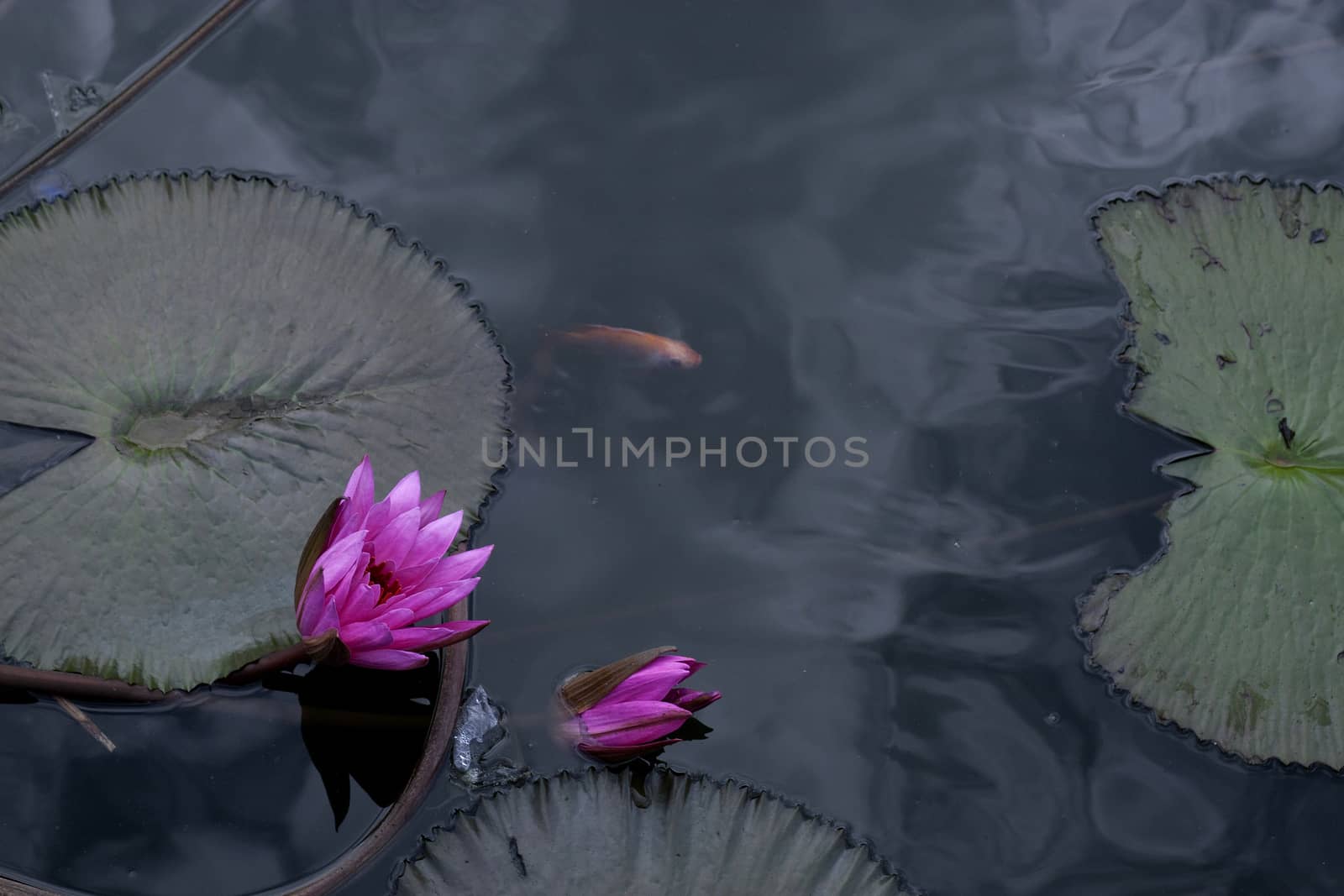 goldfish in the pond lotus flower