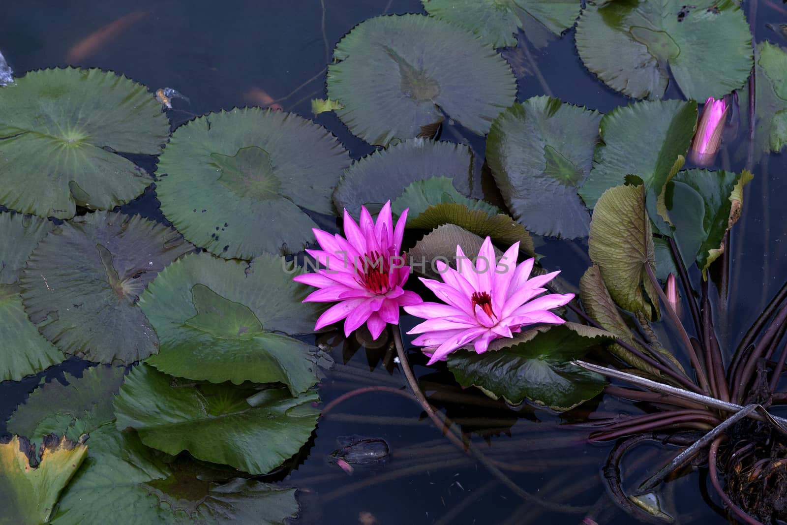 lotus pond by antonihalim