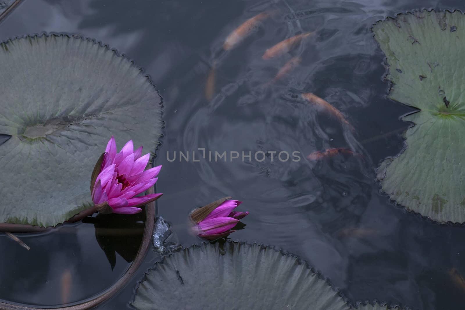 goldfish in the pond lotus flower by antonihalim