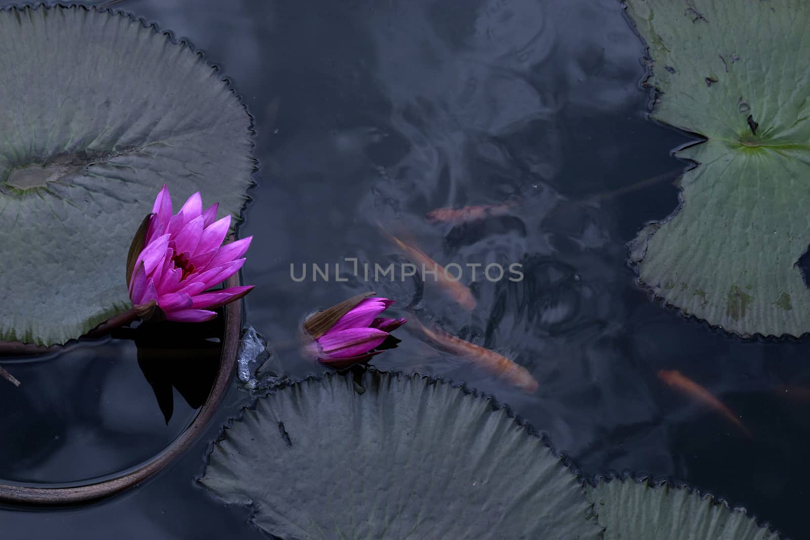 goldfish in the pond lotus flower by antonihalim