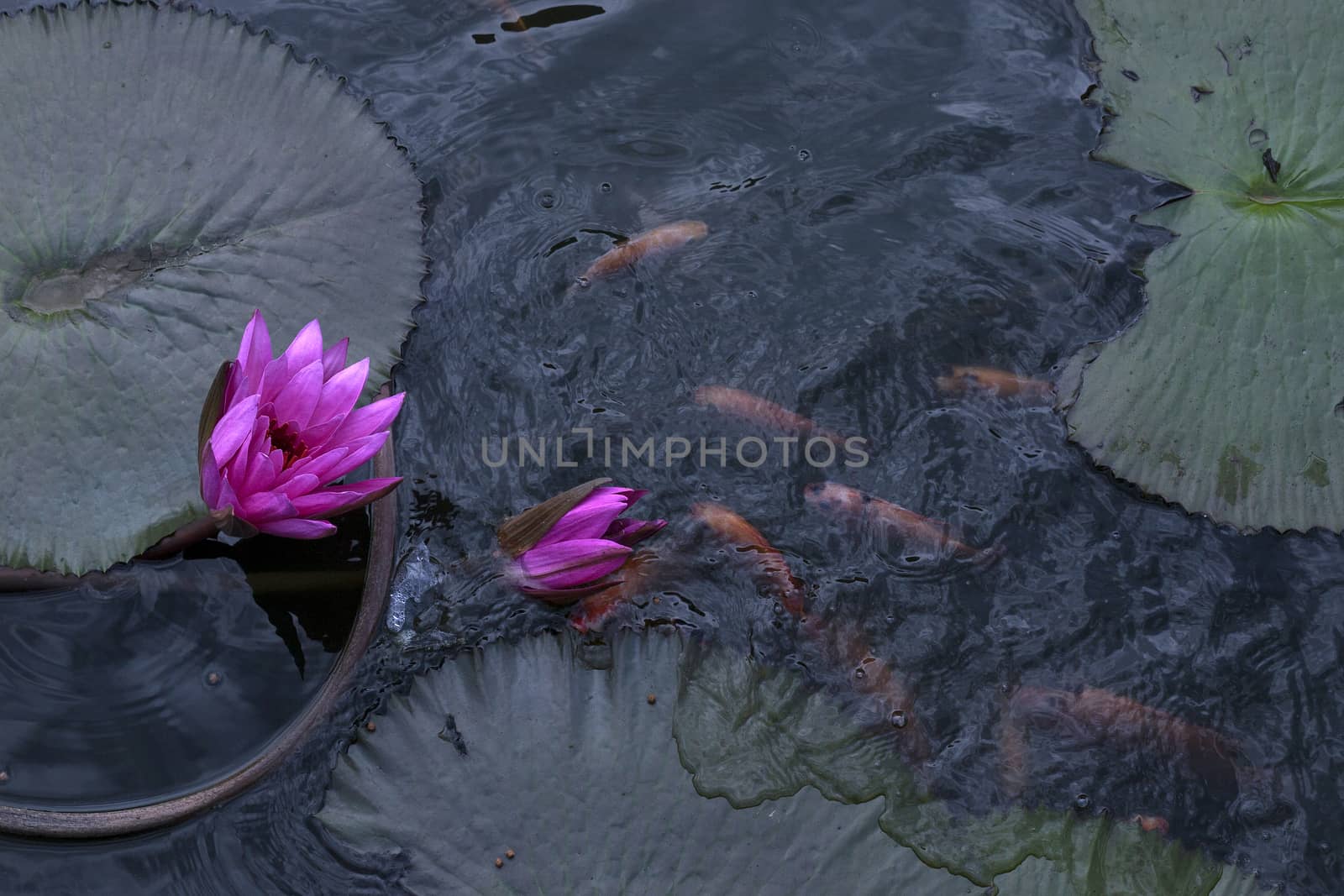 goldfish in the pond lotus flower