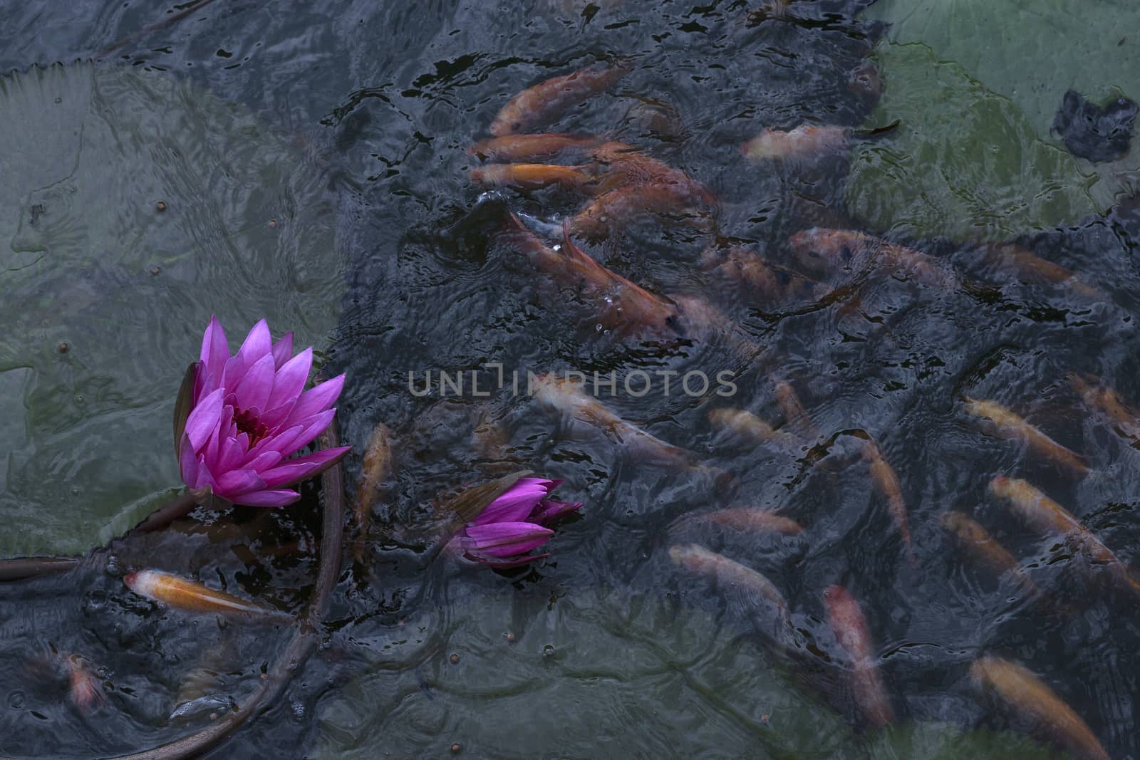 goldfish in the pond lotus flower