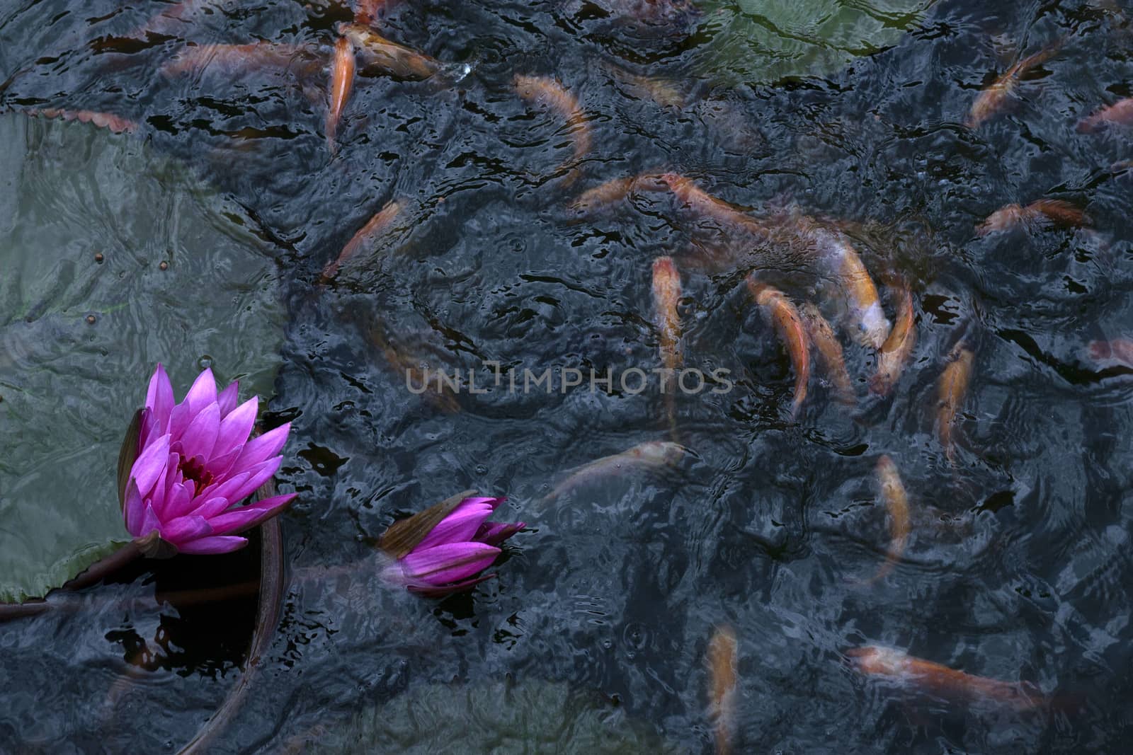 goldfish in the pond lotus flower