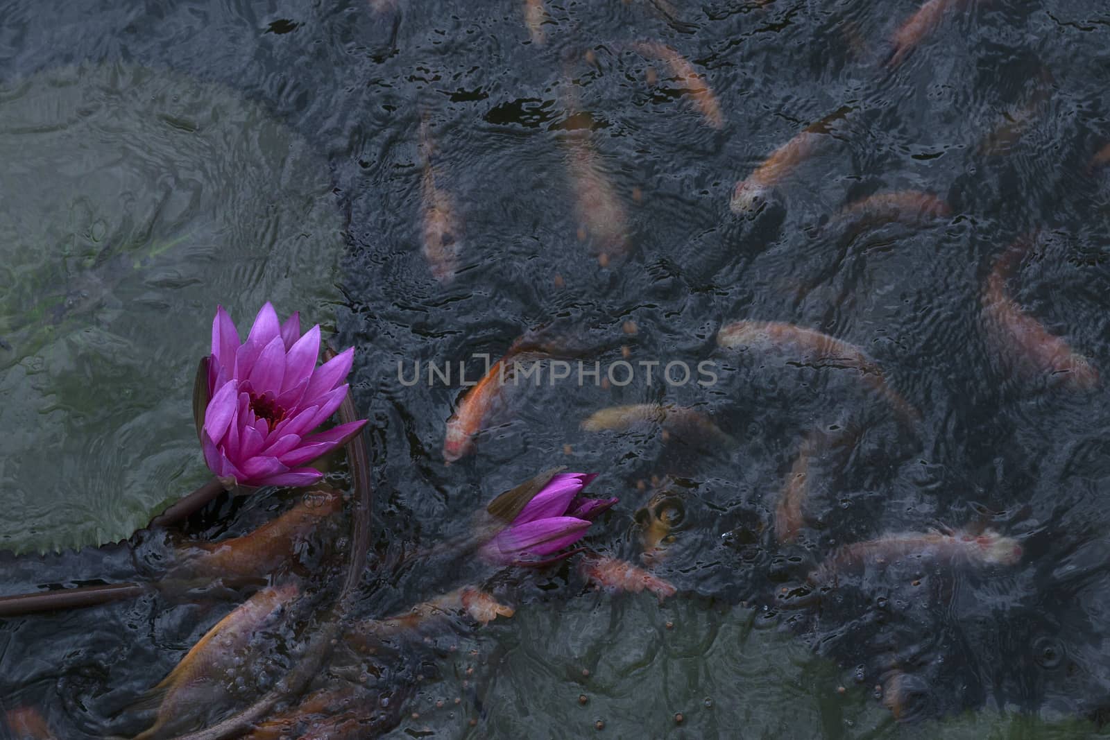 goldfish in the pond lotus flower by antonihalim