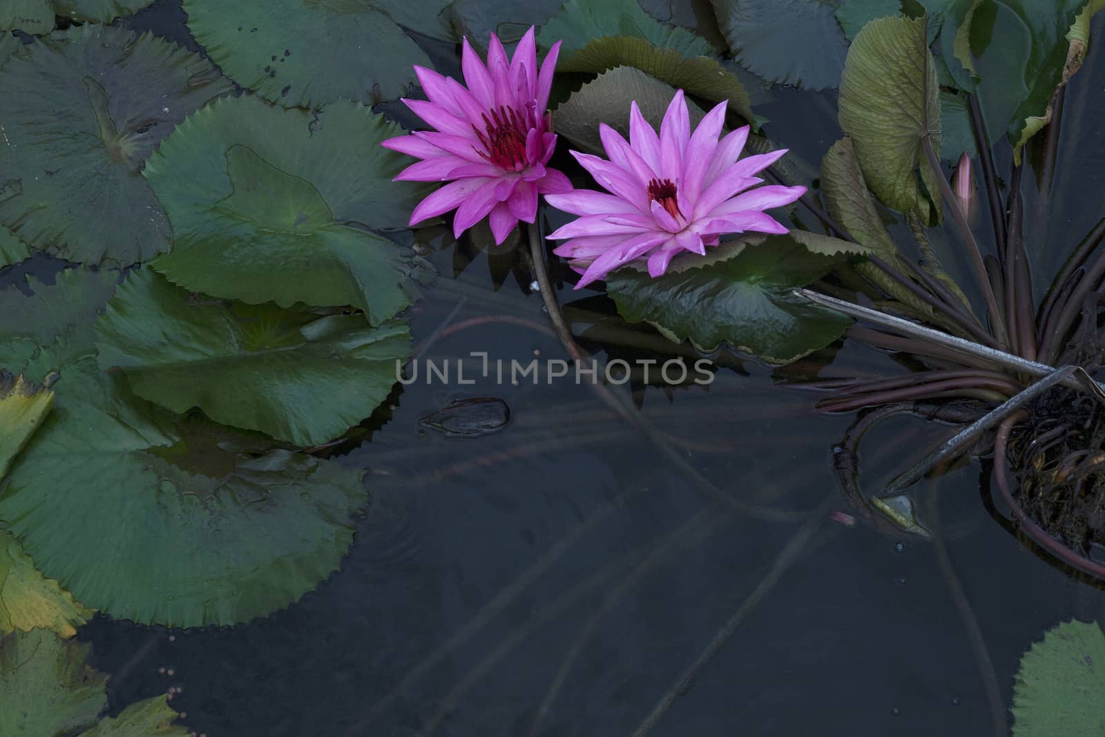 goldfish in the pond lotus flower