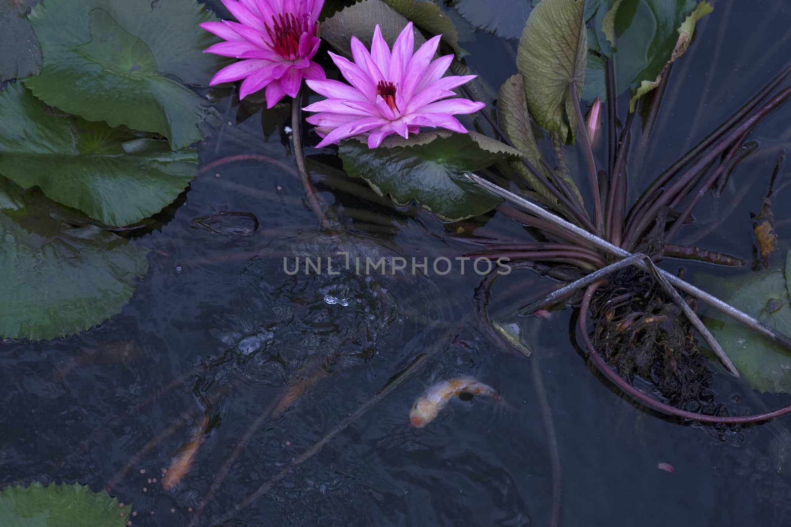 goldfish in the pond lotus flower by antonihalim