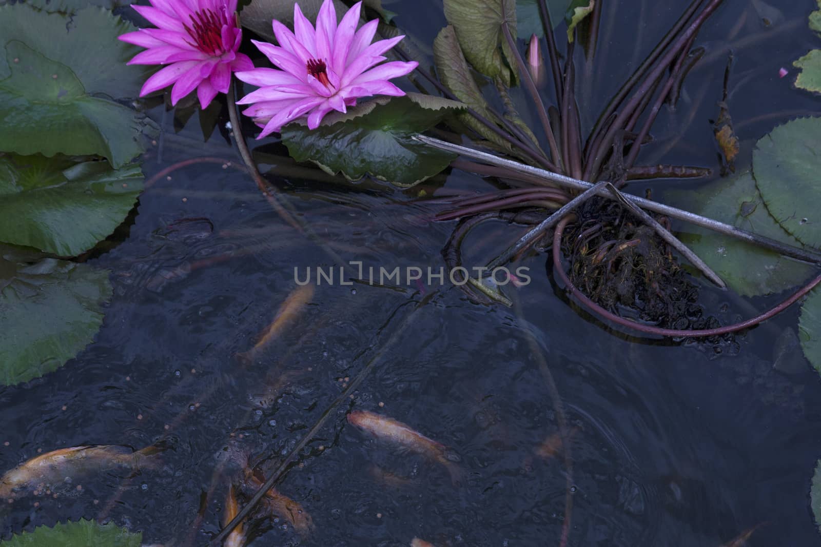 goldfish in the pond lotus flower