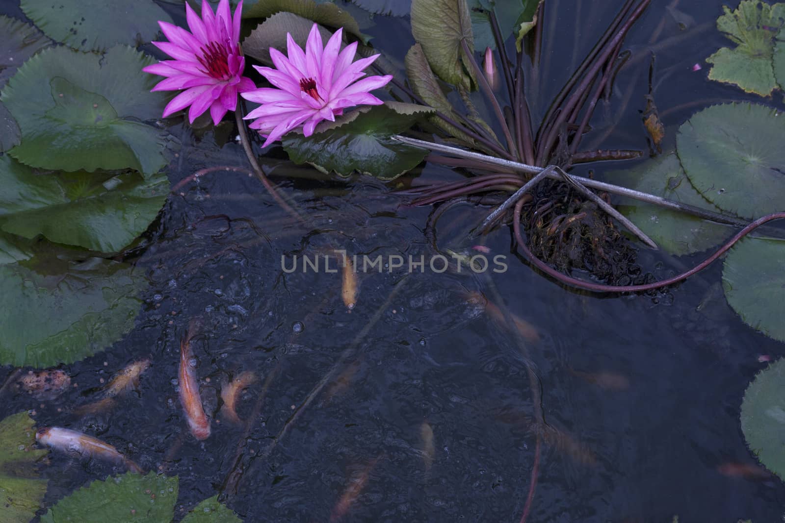 goldfish in the pond lotus flower