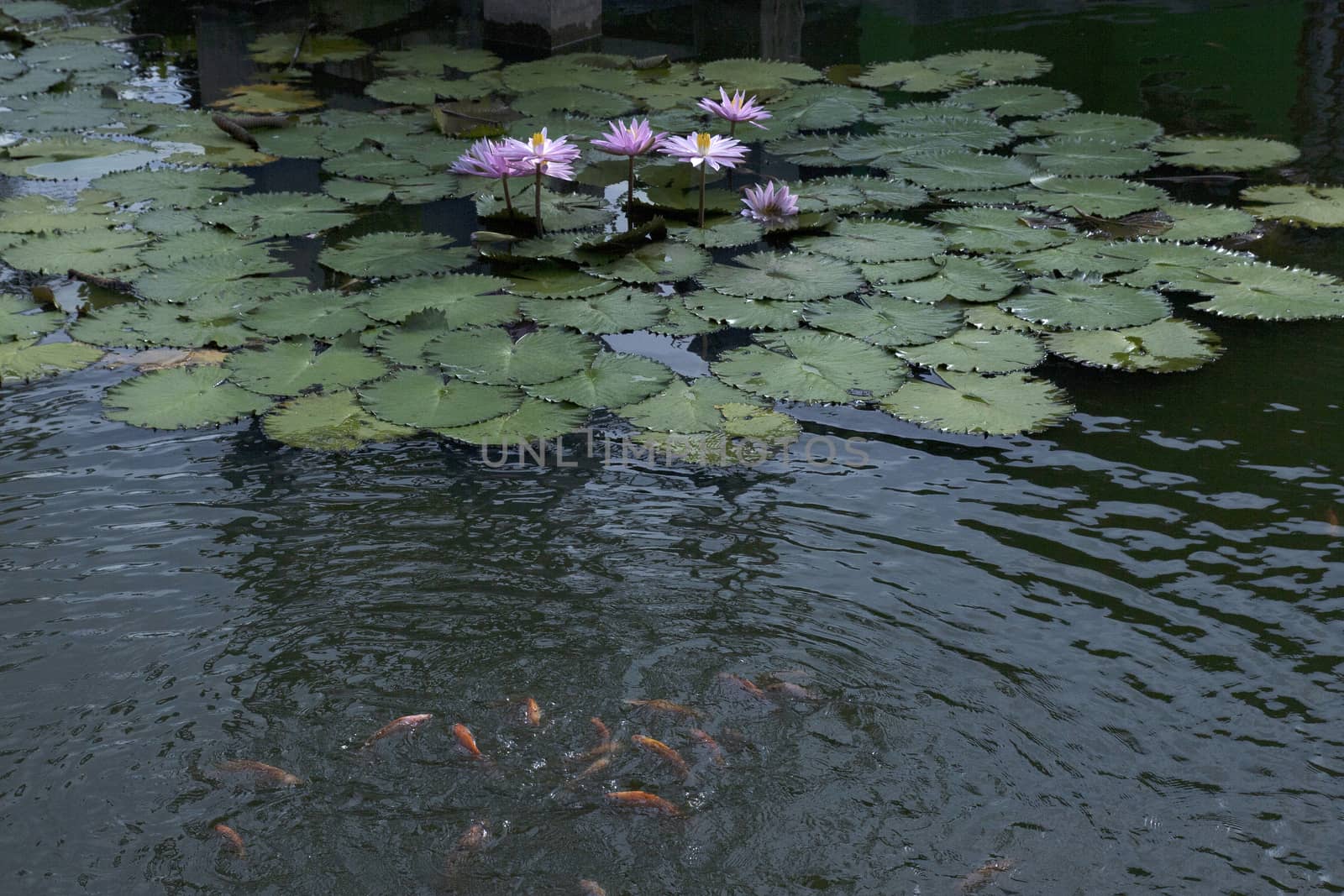 goldfish in the pond lotus flower by antonihalim