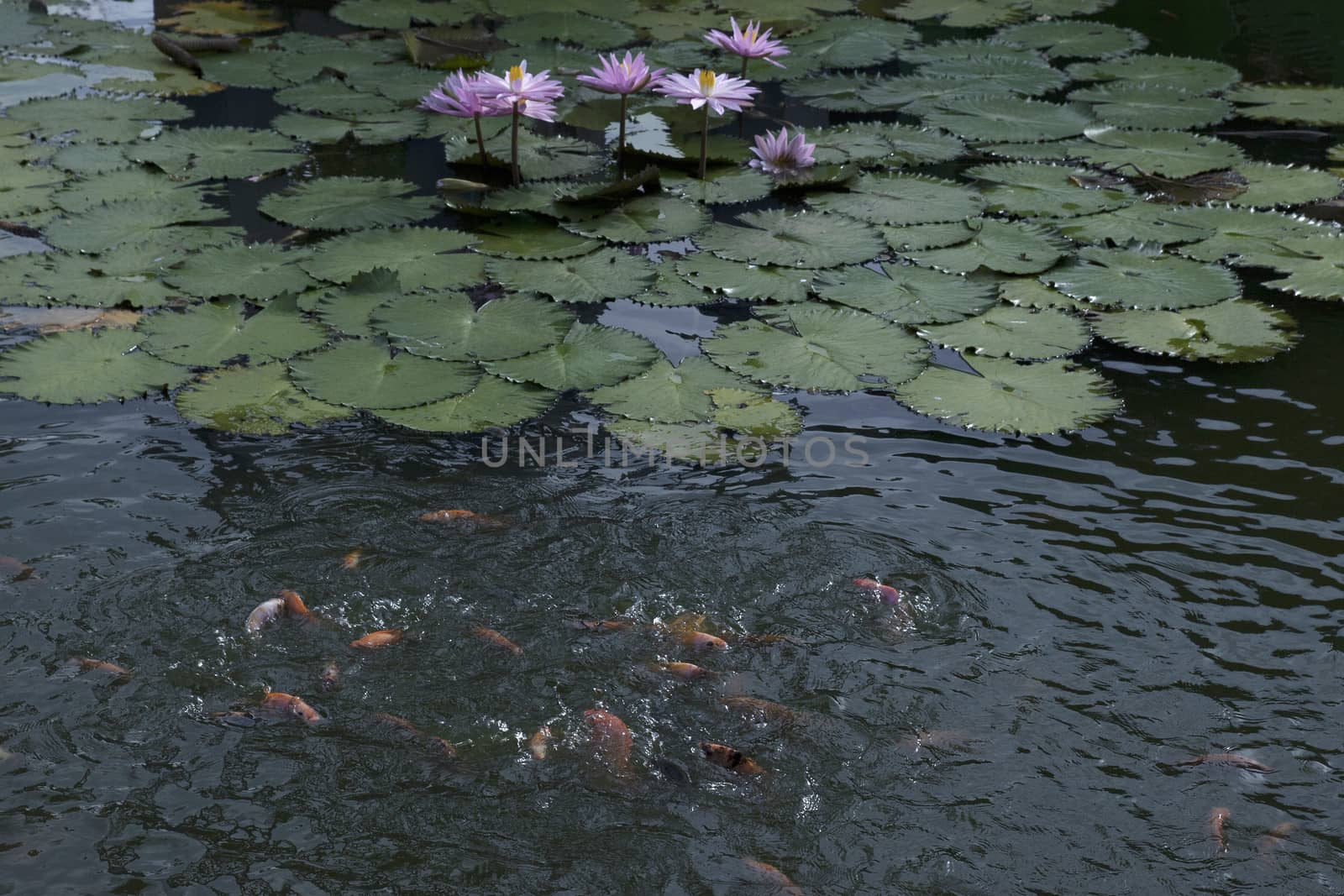 goldfish in the pond lotus flower by antonihalim