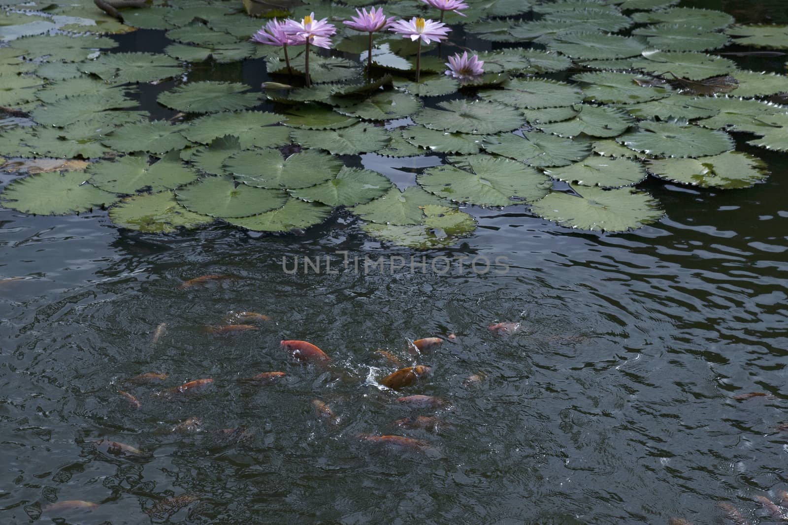 goldfish in the pond lotus flower