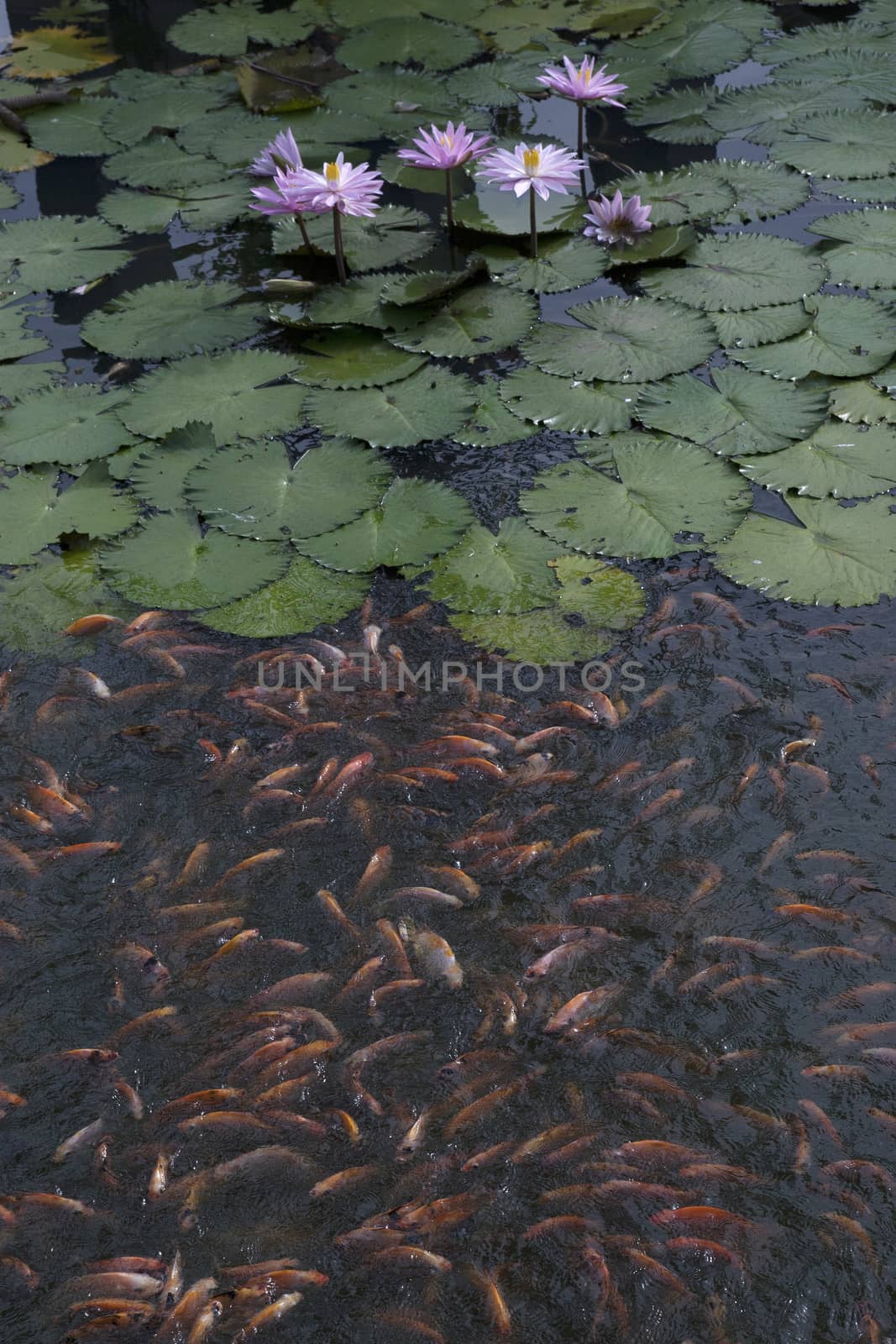 goldfish in the pond lotus flower