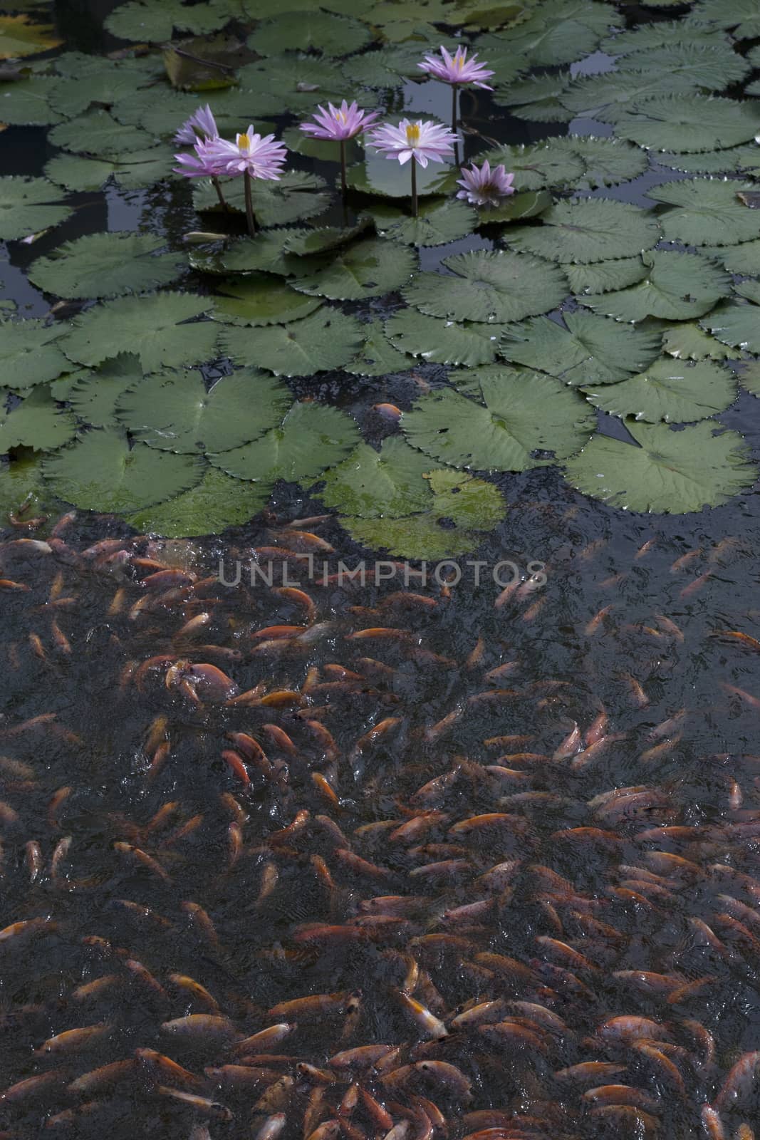 goldfish in the pond lotus flower by antonihalim